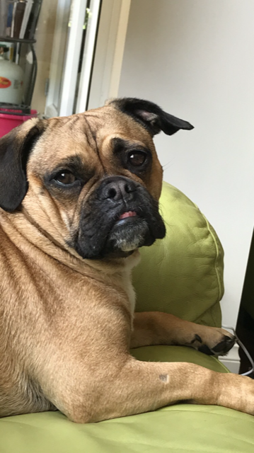 Pets and Strata Titles